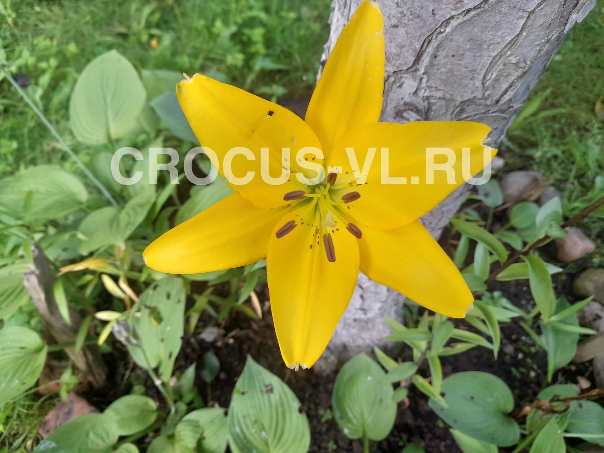 Лилия ЛА-гибрид «Yellow Diamond»